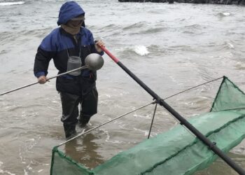 守護鰻魚資源!新北 3 月起進入「禁捕期」 違規採捕最高可罰 15 萬元