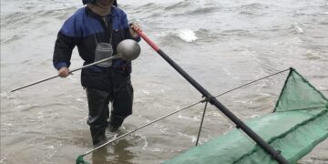 守護鰻魚資源！新北 3 月起進入「禁捕期」     違規採捕最高可罰 15 萬元