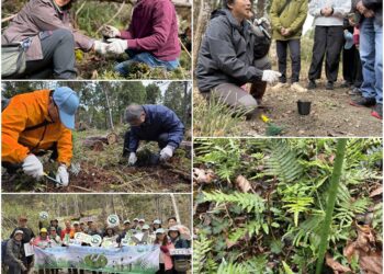 影音/透過公私協力與部落參與 為臺灣寬尾鳳蝶打造食源棲地環境