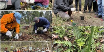 影音/透過公私協力與部落參與 為臺灣寬尾鳳蝶打造食源棲地環境