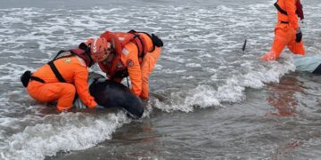 屏東車城驚見小虎鯨集體擱淺  海巡緊急趕赴協處
