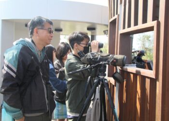 千羽齊聚嘉義布袋濕地　候鳥季展現國家級生態風采