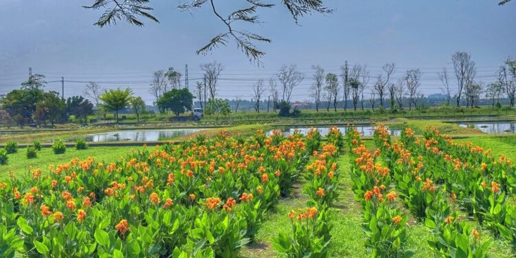 115年屏東區域植樹活動　圳寮濕地3/21登場