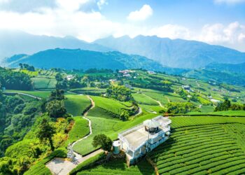 嘉義瑞里紫藤花含苞待放　春日紫色山城即將登場