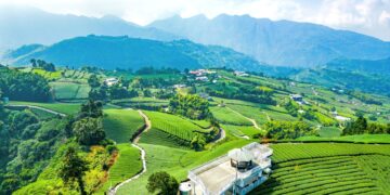 嘉義瑞里紫藤花含苞待放　春日紫色山城即將登場