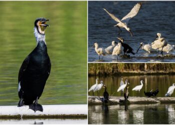 影音/這裡有鳥事/來臺放寒假 黑琵長出繁殖羽將北返