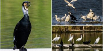 影音/這裡有鳥事/來臺放寒假 黑琵長出繁殖羽將北返