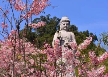 浪漫「粉紅雨」花旗木盛開　迎接六龜最浪漫的季節