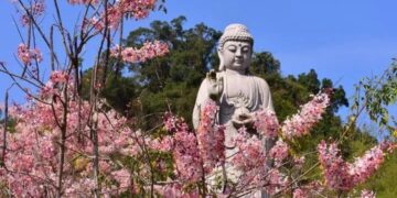 浪漫「粉紅雨」花旗木盛開　迎接六龜最浪漫的季節