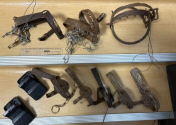 守護毛寶貝！新北動保處祭獎金     繳交獸鋏或山豬吊每件最高獎勵 150 元