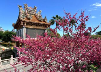 春日浪漫盛放！林口竹林山寺櫻花滿開     莊嚴廟宇化身粉色詩意畫卷