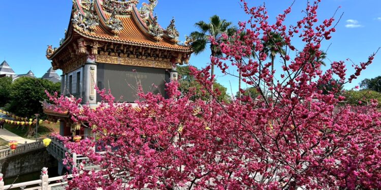 春日浪漫盛放！林口竹林山寺櫻花滿開     莊嚴廟宇化身粉色詩意畫卷