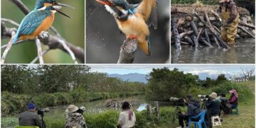 影音/生態日豐！太平溪濕地引人潮 環保局籲友善守護環境