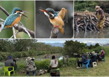 影音/生態日豐!太平溪濕地引人潮 環保局籲友善守護環境