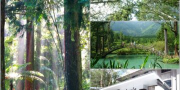 溪頭旅遊熱度升溫　主打高CP值一泊二食專案　Success Banner溪頭飯店限時熱賣中