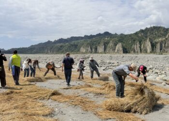 農廢再利用   稻草蓆覆蓋減少河川揚塵