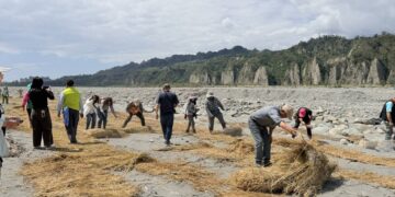 農廢再利用   稻草蓆覆蓋減少河川揚塵