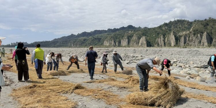 農廢再利用   稻草蓆覆蓋減少河川揚塵