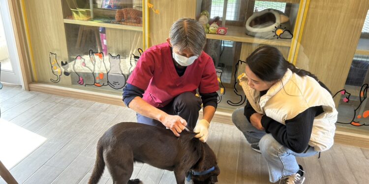 兩度退回不氣餒！中和動保處「鐺鐺」終遇真命天主     江小姐：牠填補了我心中的空缺