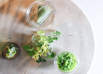 米其林一星《巴黎廳1930 x 高山英紀》2026 春季菜單春之初綻