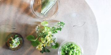 米其林一星《巴黎廳1930 x 高山英紀》2026 春季菜單春之初綻