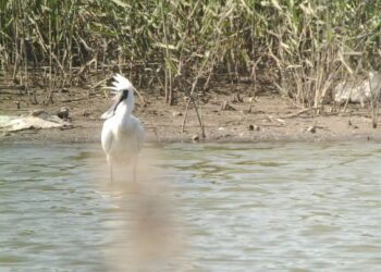 黑面琵鷺吉普車成觀鳥亮點!觀鳥馬拉松系列活動得獎家庭　搭乘專車到嘉義觀鳥賞燈會