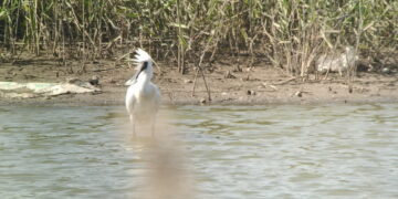 黑面琵鷺吉普車成觀鳥亮點!觀鳥馬拉松系列活動得獎家庭　搭乘專車到嘉義觀鳥賞燈會