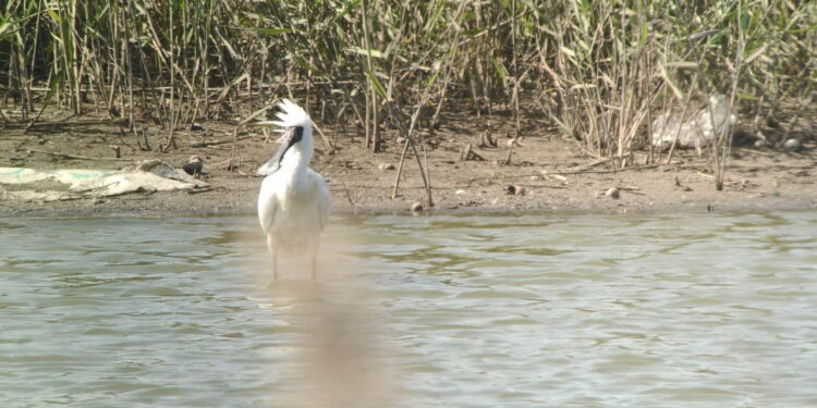 黑面琵鷺吉普車成觀鳥亮點!觀鳥馬拉松系列活動得獎家庭　搭乘專車到嘉義觀鳥賞燈會