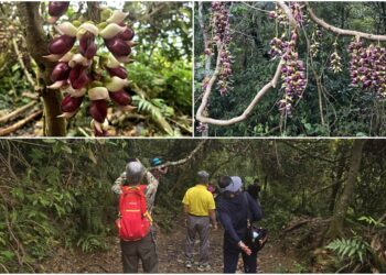 影音/冷埤林道且行且散心 串串血藤花豔麗迎人