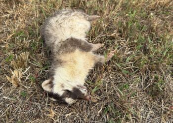 春日再現狂犬病鼬獾　屏東縣今年首例