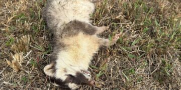 春日再現狂犬病鼬獾　屏東縣今年首例