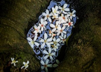 新北五月雪來了！2026客家桐花祭 4 月登場     超萌代言人「發桐醬」首度亮相