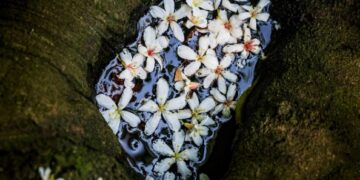 新北五月雪來了！2026客家桐花祭 4 月登場     超萌代言人「發桐醬」首度亮相