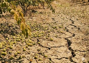 苦民所苦 林岱樺委員關心災害農友 協助辦理現金救助