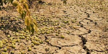 苦民所苦 林岱樺委員關心災害農友 協助辦理現金救助