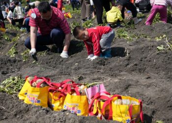 雲林斗南馬鈴薯節登場　千人下田體驗食農教育