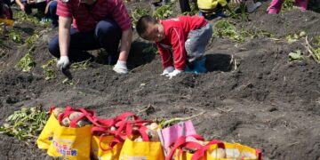 雲林斗南馬鈴薯節登場　千人下田體驗食農教育