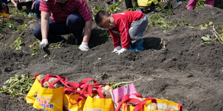 雲林斗南馬鈴薯節登場　千人下田體驗食農教育