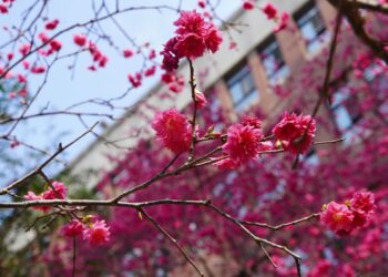 大葉大學春暖花開迎賓客  賞櫻秘境千棵櫻花接力盛開