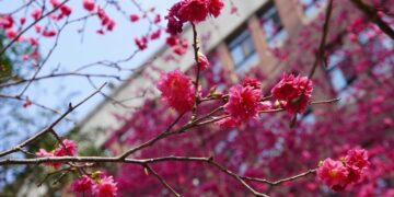 大葉大學春暖花開迎賓客  賞櫻秘境千棵櫻花接力盛開