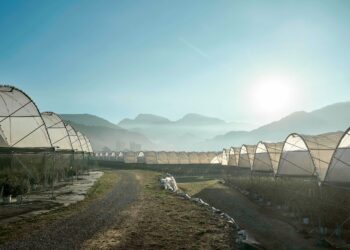 昨天還在樹上的藍莓！2026山丘藍產季開始！來自阿里山的現摘藍莓 每日產地直送今年產量有限 僅在官網銷售