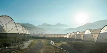 昨天還在樹上的藍莓！2026山丘藍產季開始！來自阿里山的現摘藍莓 每日產地直送今年產量有限 僅在官網銷售