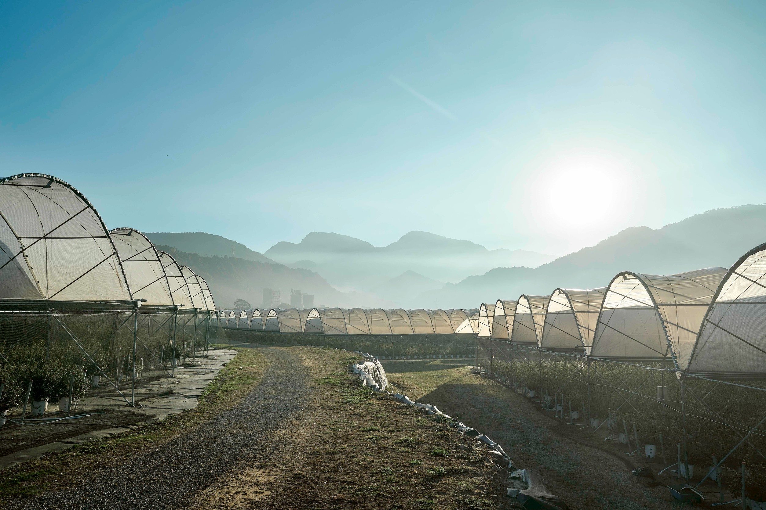 ▲(圖/山丘藍農場提供提供)