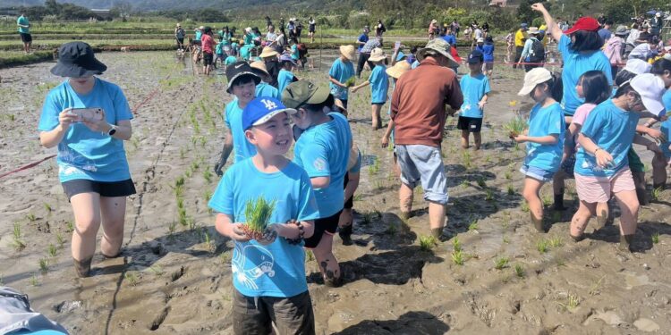 春分插秧播下生態希望   金山彩田深化生態保育觀念