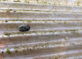 見證小生命的茁壯！東北角九孔培育進入高峰     新北復育園區邀您探訪海洋祕境