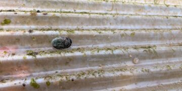 見證小生命的茁壯！東北角九孔培育進入高峰     新北復育園區邀您探訪海洋祕境