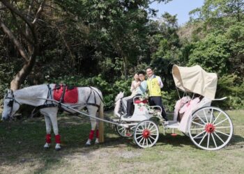 竹山下坪吊橋垂枝女貞三月雪待放 　150對愛侶共度浪漫白色情人節