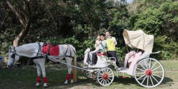 竹山下坪吊橋垂枝女貞三月雪待放 　150對愛侶共度浪漫白色情人節