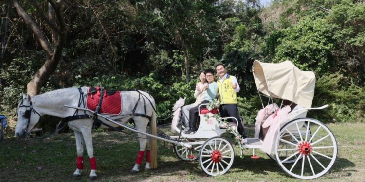 竹山下坪吊橋垂枝女貞三月雪待放 　150對愛侶共度浪漫白色情人節