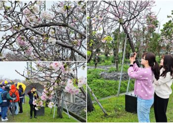 影音/賞櫻不必上山也不必出國!羅東櫻花季開始了